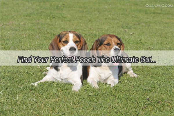 Find Your Perfect Pooch The Ultimate Guide to Buying EasytoCarefor Dogs